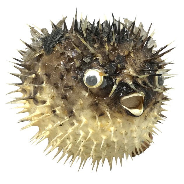 Blowfish The Shell Connection