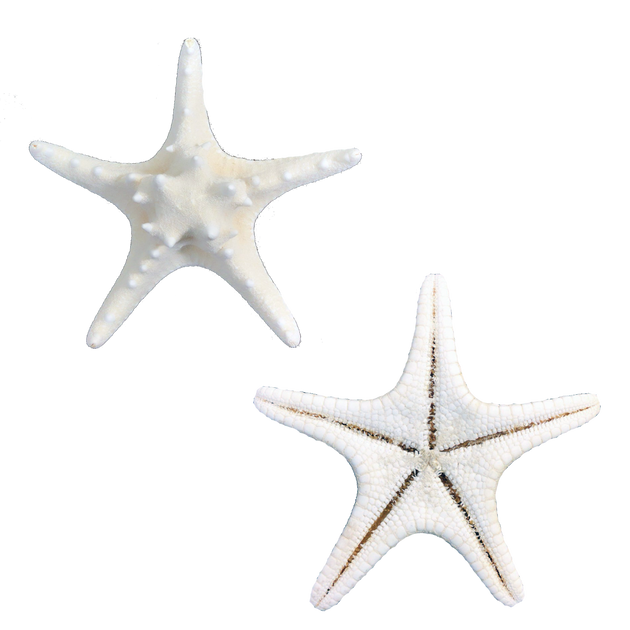 White | Armoured | Knobby | Bleached Starfish | The Shell Connection White | Armoured | Knobby | Bleached Starfish | The Shell Connection