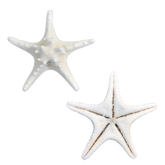 White | Armoured | Knobby | Bleached Starfish