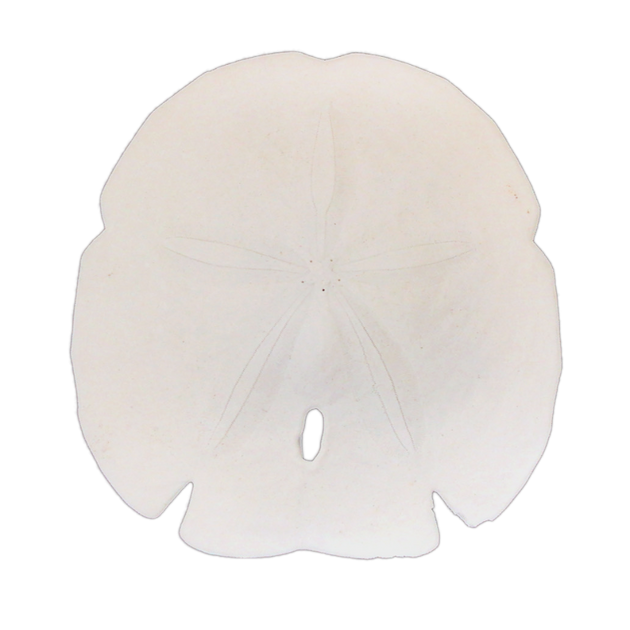 Arrowhead Sand Dollars Large Authentic Sea Life Set of 2