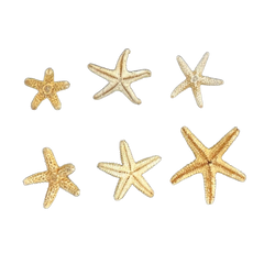 Bay | Starfish