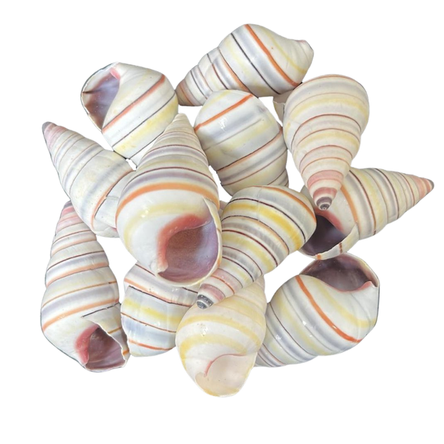 CandyStripedSnailsAssorted_120