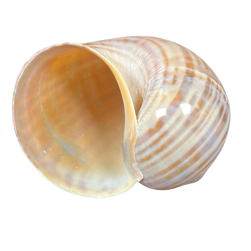 Polished | Giant Apple Snail