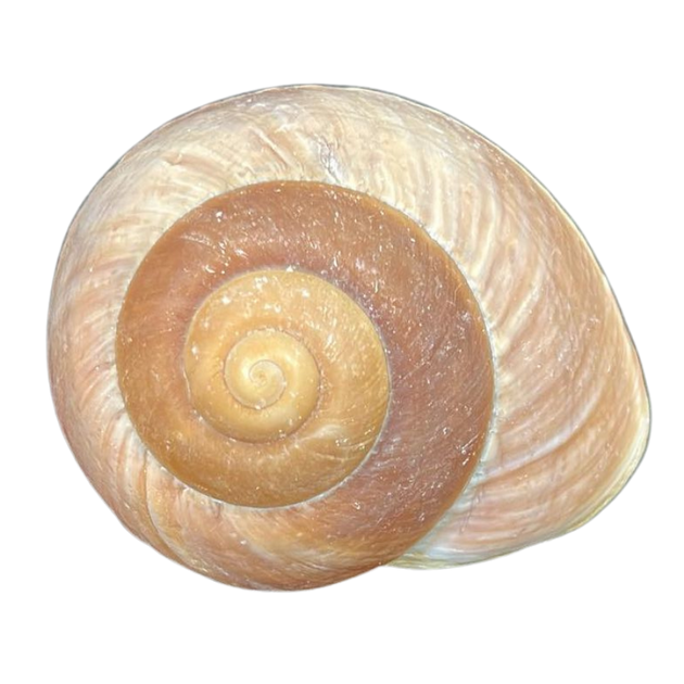 Brown Land Snail | The Shell Connection