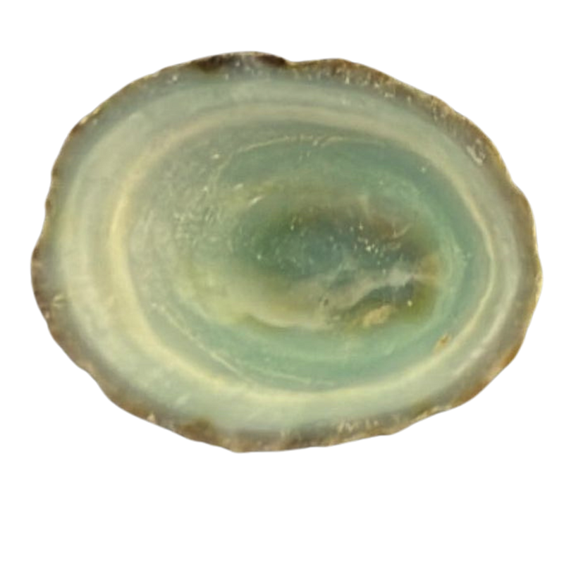 Green Limpets