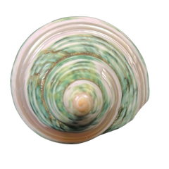 Spiral Polished Line | Green | Turbo