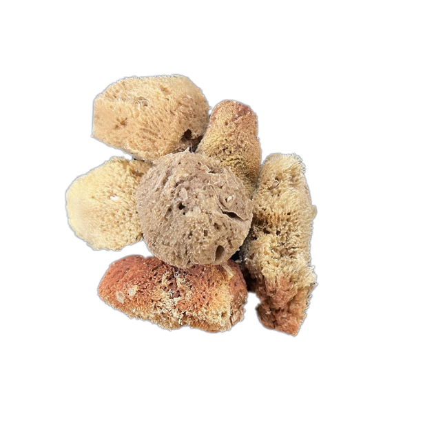 Hermit Crab Sea Sponge (All Natural Hermit Crab Sponge)