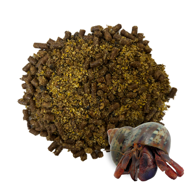 Hermit Crab Food The Shell Connection