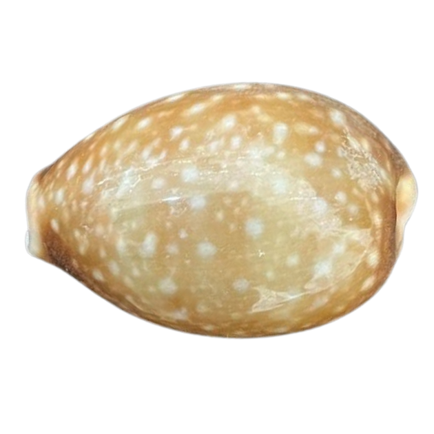 Lynx | Cowrie | The Shell Connection