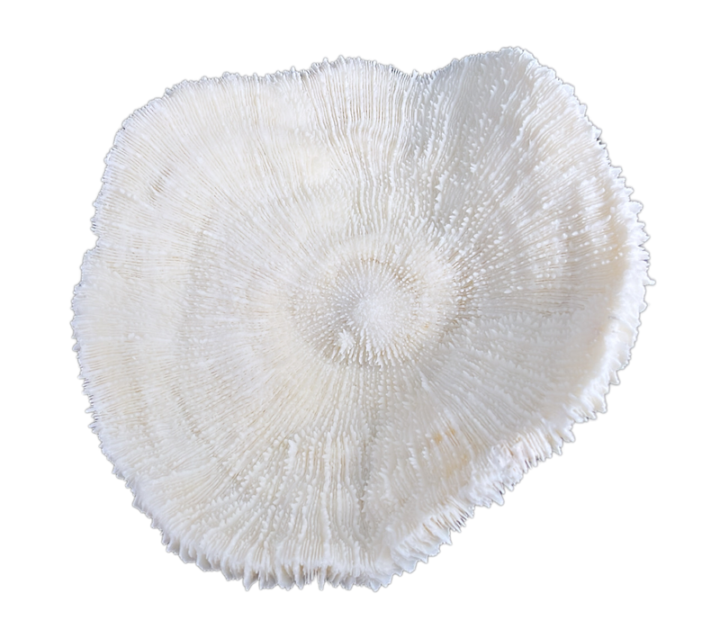 Mushroom | Coral