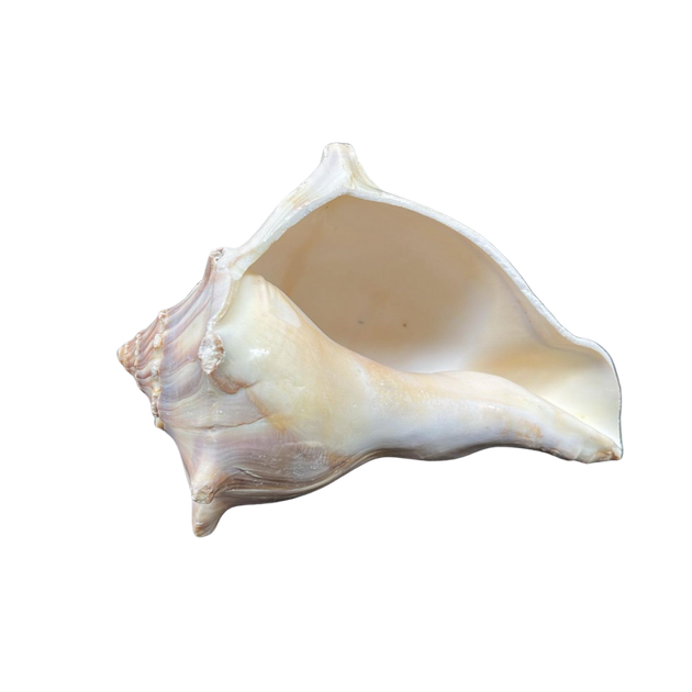 OrangeWhelk_A_1200x630.png?v=