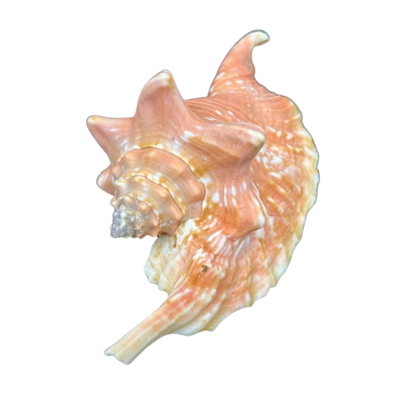 Rooster | Conch