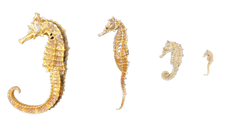 Dried | Seahorse