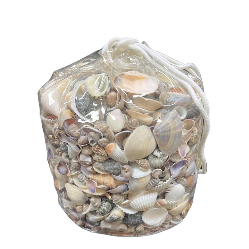 India Shell Mix | Small Shells | Vinyl Bag