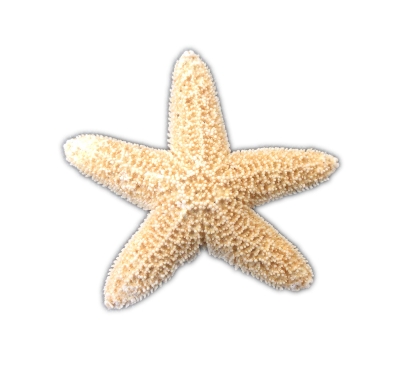 Sugar | Starfish