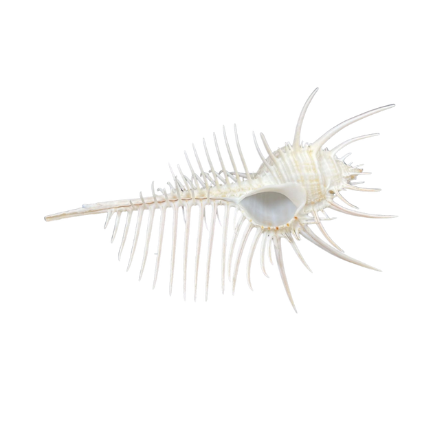 Murex pecten outlets Venus Comb Seashell 100% Genuine Specimen Lightfoot Indo-Pacific Oceans BCR035 *CERTIFICATED*