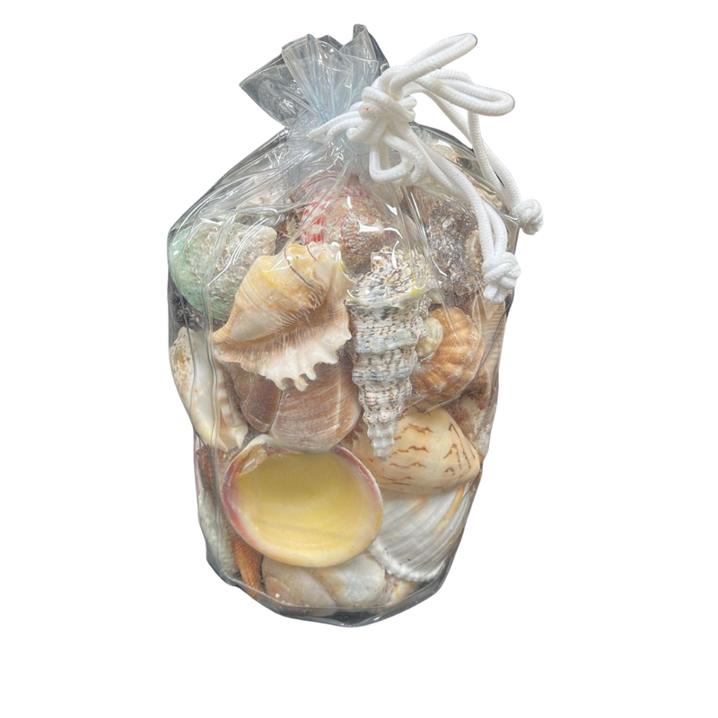 Assorted Shells | Large | Vinyl Bag