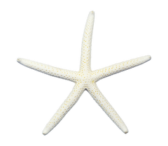 Finger | White | Starfish