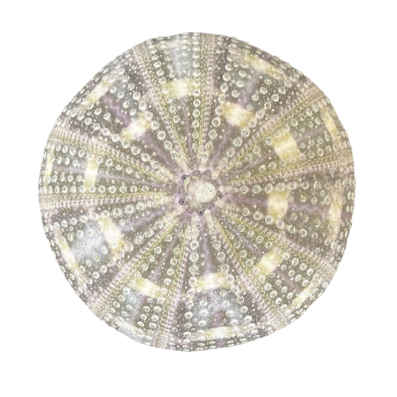 Matalick Shell Dyed | Metallic | Dentalium | Tusk Shells | The Shell Connection