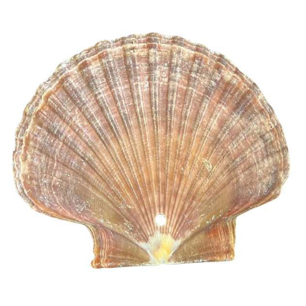 Drilled Shells | The Shell Connection