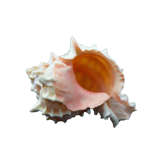 Murex | The Shell Connection