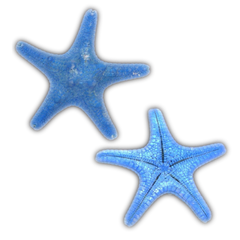 Blue | Armoured | Knobby | Dyed Starfish