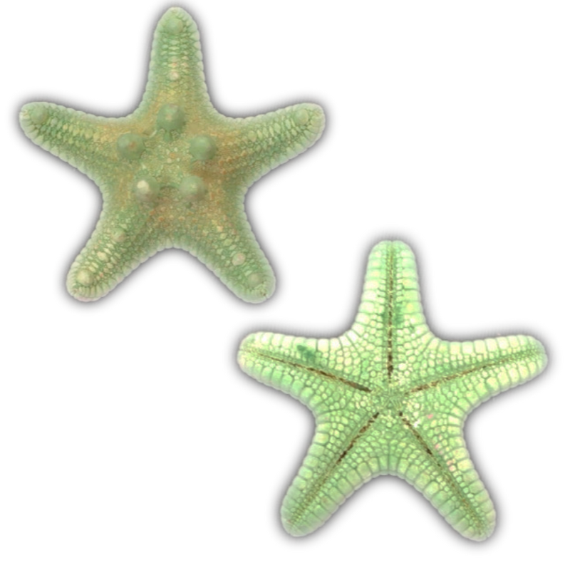 Green | Armoured | Knobby | Dyed Starfish