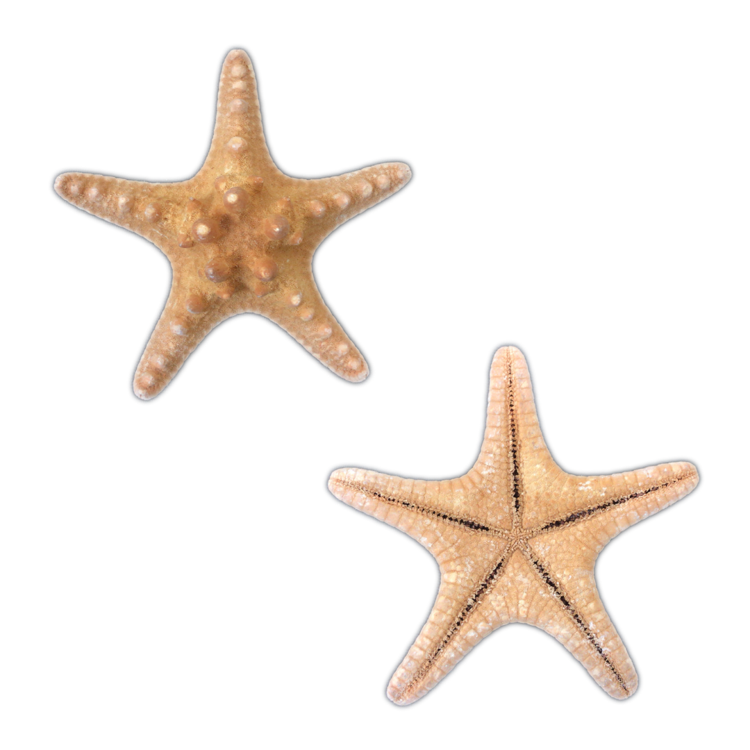 Natural, Armoured, Knobby, Natural Starfish