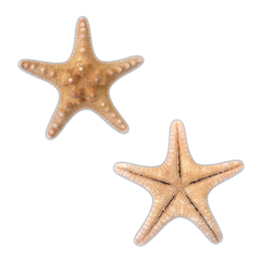 Natural | Armoured | Knobby | Natural Starfish
