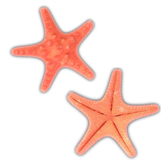 Orange | Armoured | Knobby | Dyed Starfish