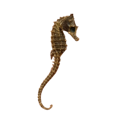 Tiny | Pygmy | Dried | Seahorse