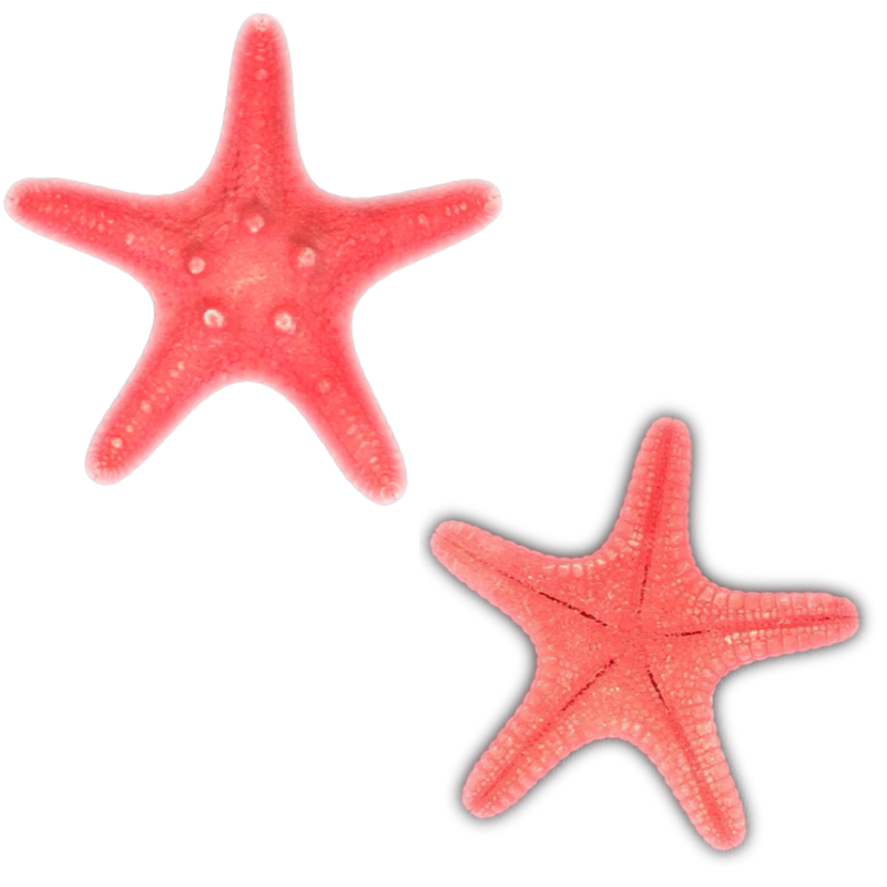 Red | Armoured | Knobby | Dyed Starfish