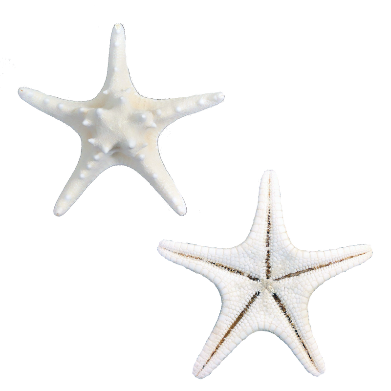 Starfish, 6 White Finger Starfish 3-4
