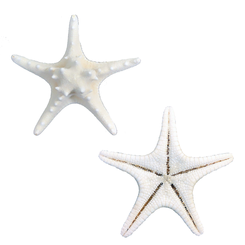White | Armoured | Knobby | Bleached Starfish | The Shell Connection White | Armoured | Knobby | Bleached Starfish | The Shell Connection