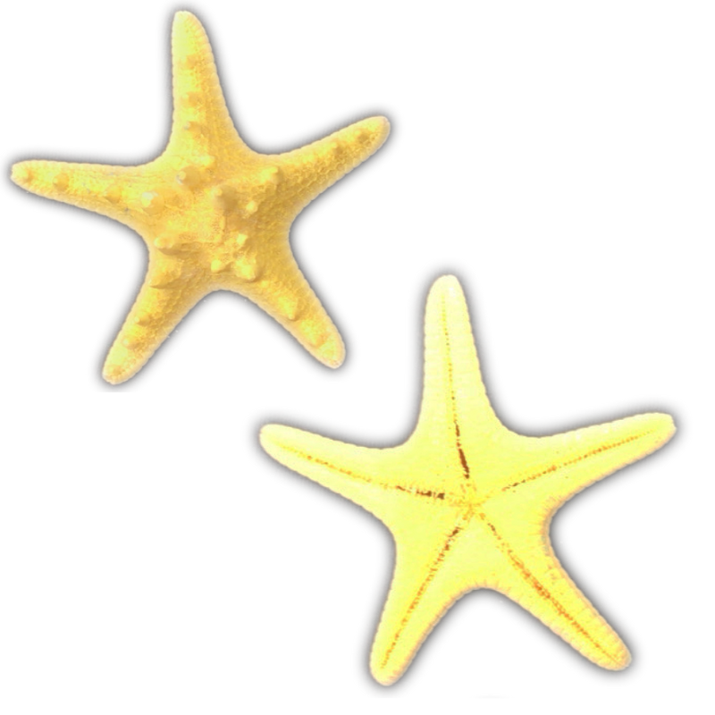 Yellow | Armoured | Knobby | Dyed Starfish