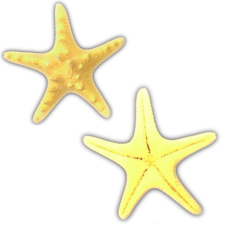 Starfish Shell Transparency Starfish Transparent Background