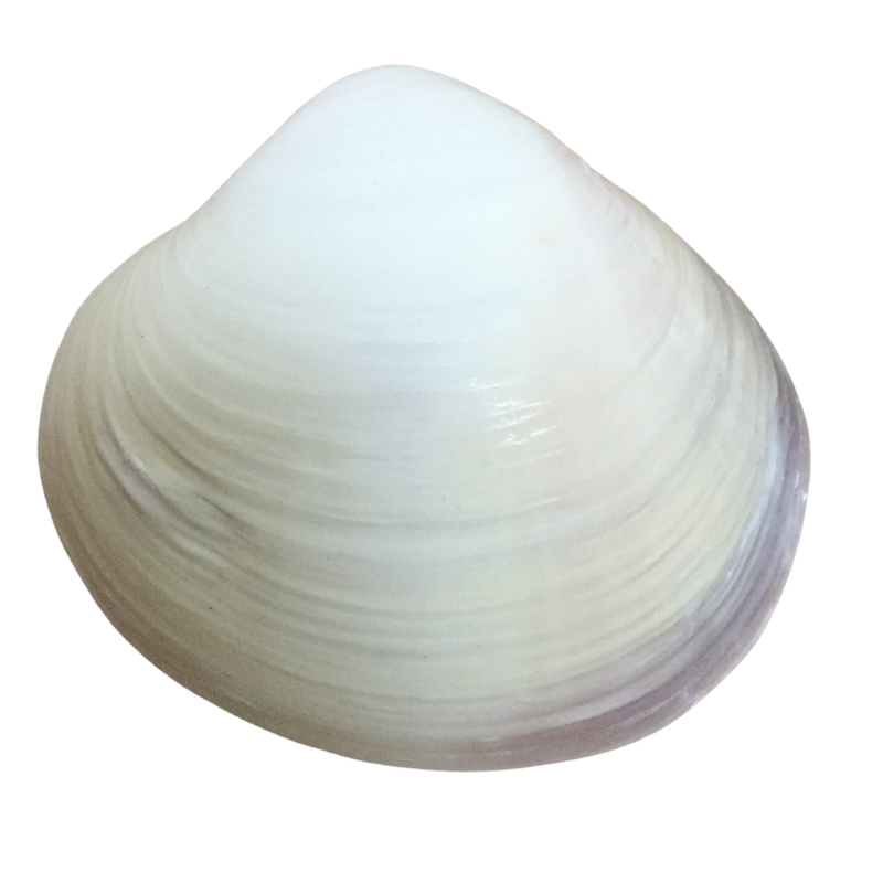 White Clam Shell