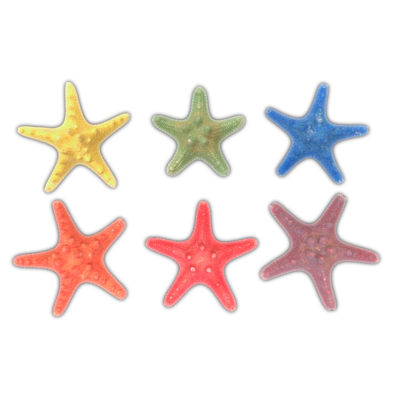 Rainbow | Armoured | Knobby | Dyed Starfish