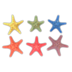 Rainbow | Armoured | Knobby | Dyed Starfish