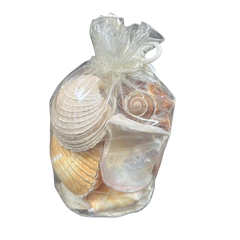 Assorted Shells | Gulf Mix | Medium | Vinyl Bag