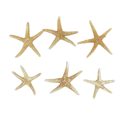 Bay | Starfish