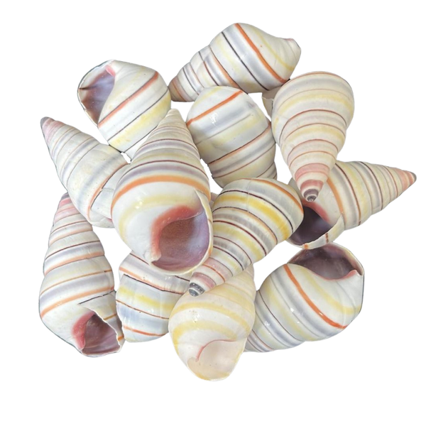 Candy Stripe Snail | The Shell Connection