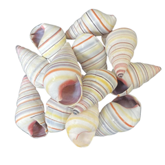 Candy Stripe Snail