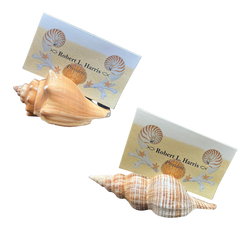 Cardholders | Assorted Seashells