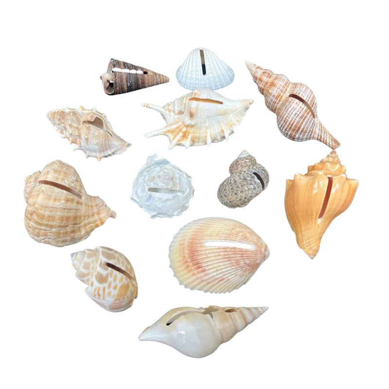 Cardholders | Assorted Seashells
