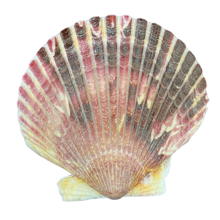 Pectel Shell Caribbean | Pecten | The Shell Connection