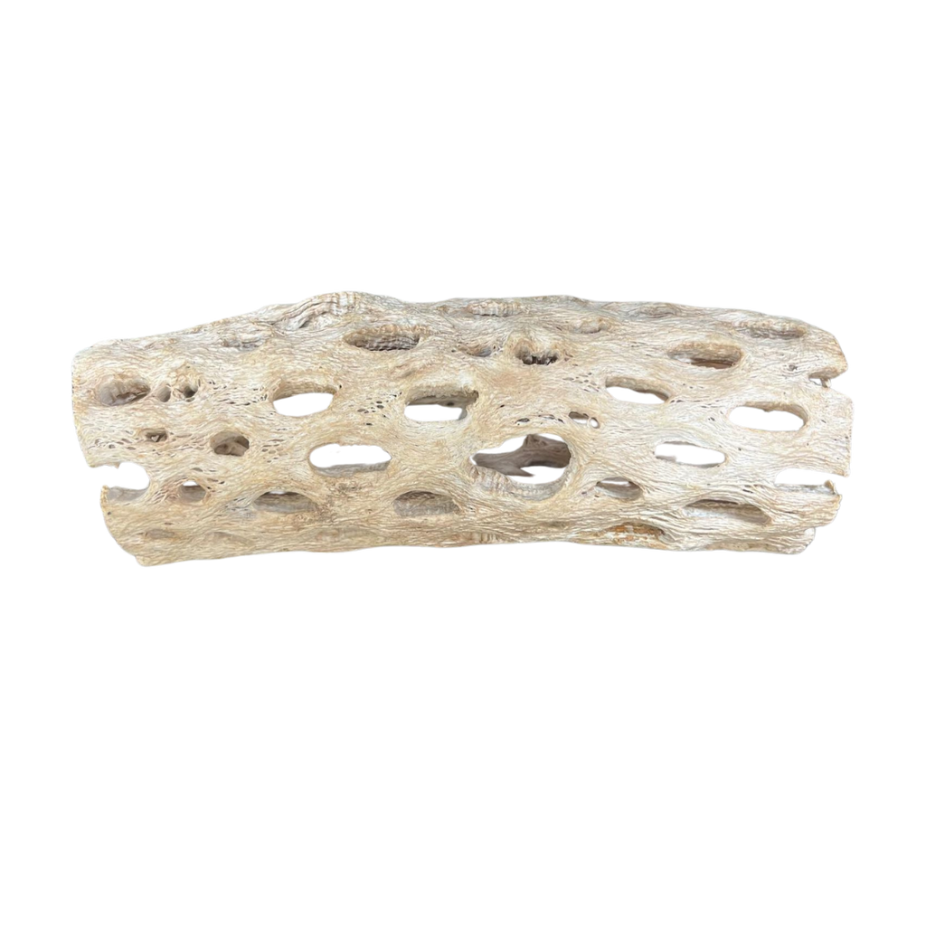 Cholla Wood Hermie Accessory The Shell Connection