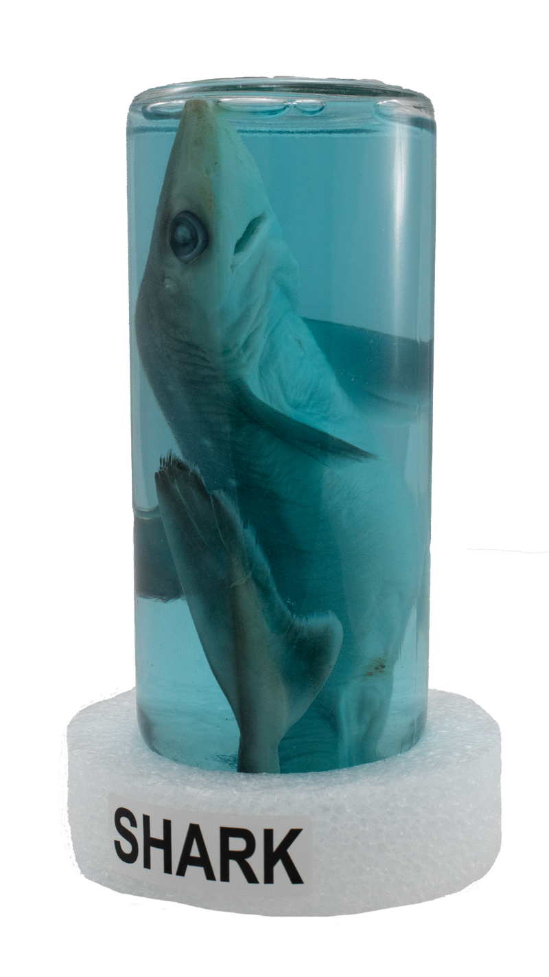 Shark in a Jar  The Shell Connection