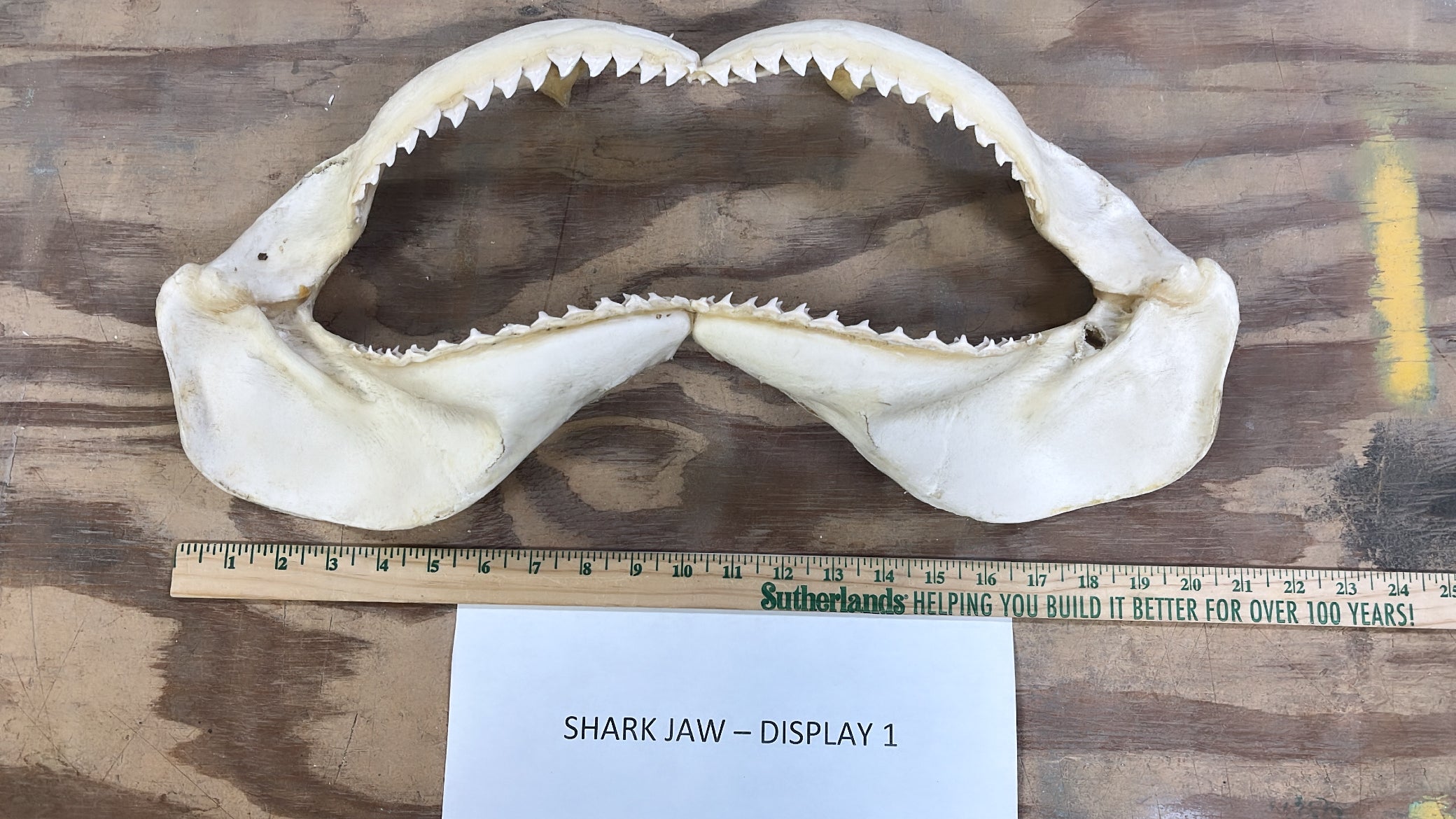 Shell Jaw Shark Jaw Size