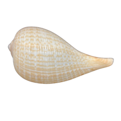 Fig Snail
